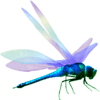 Image logo of dragonfly